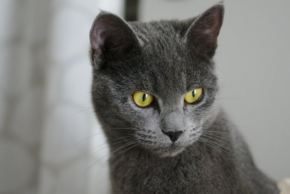 Скоттиш шартрез