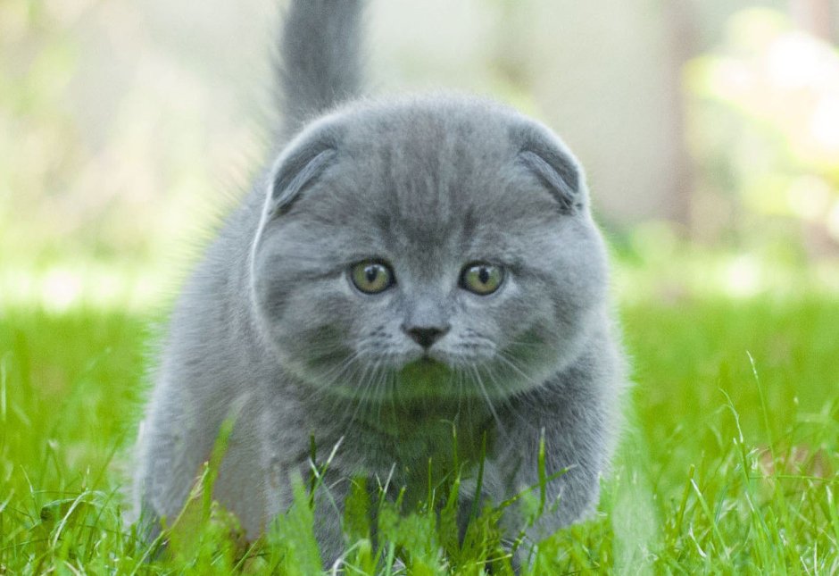 Шотландский вислоухий кот серый