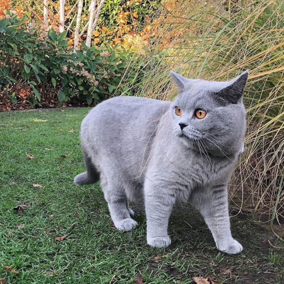 Картезианская кошка