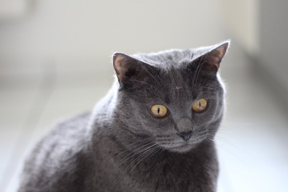 Шартрез кошка