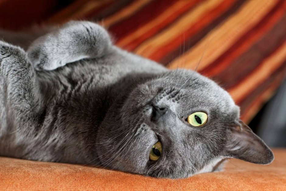 Шартрез кошка