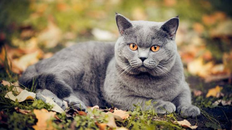 Британский кот и осень