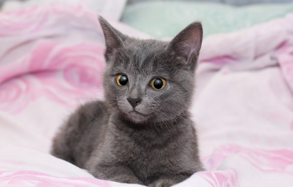 Шартрез котенок маленький