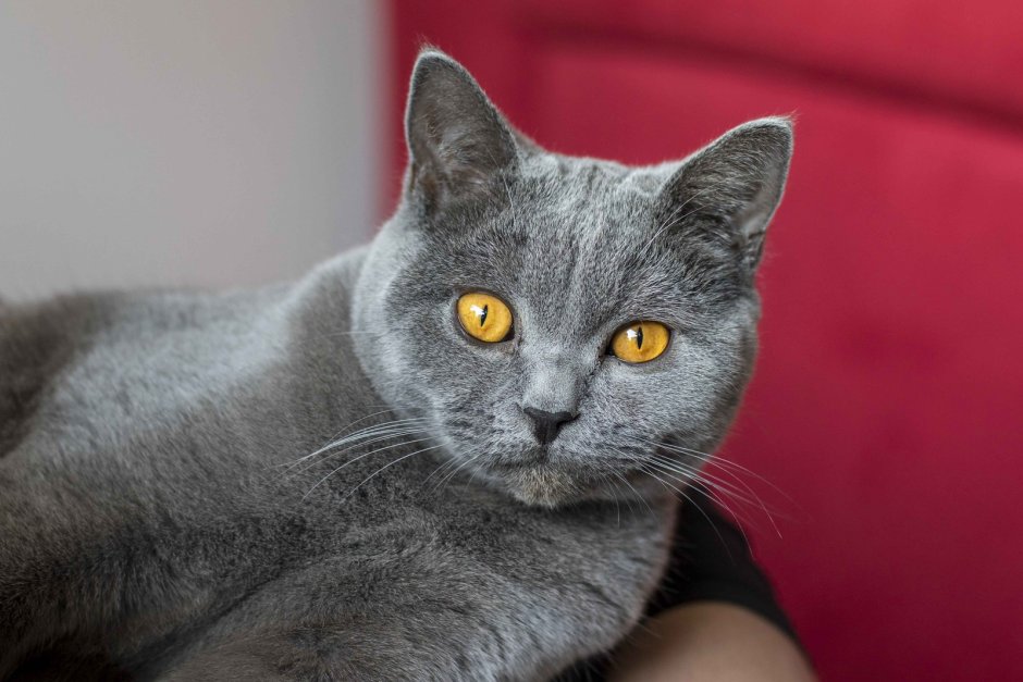 Картезианская кошка британец