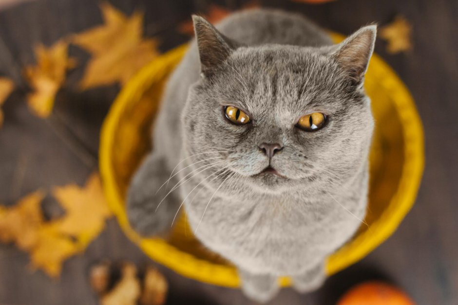 Кот с желтыми цветами
