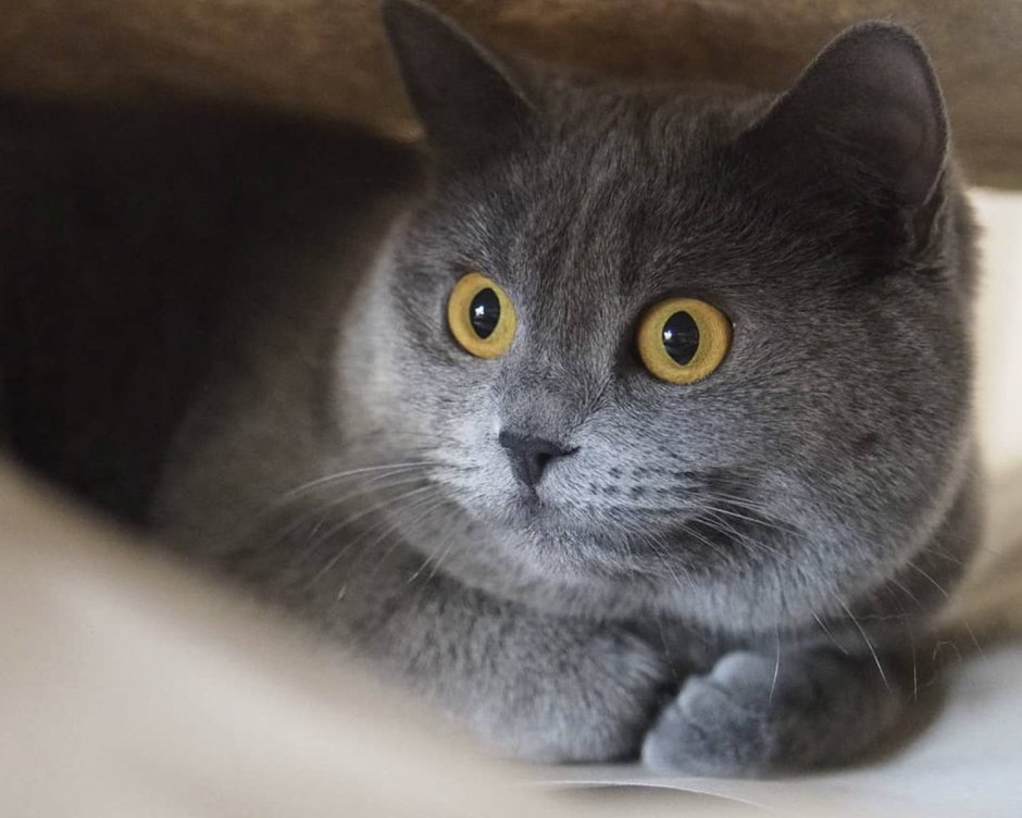 Картезианская кошка шартрез