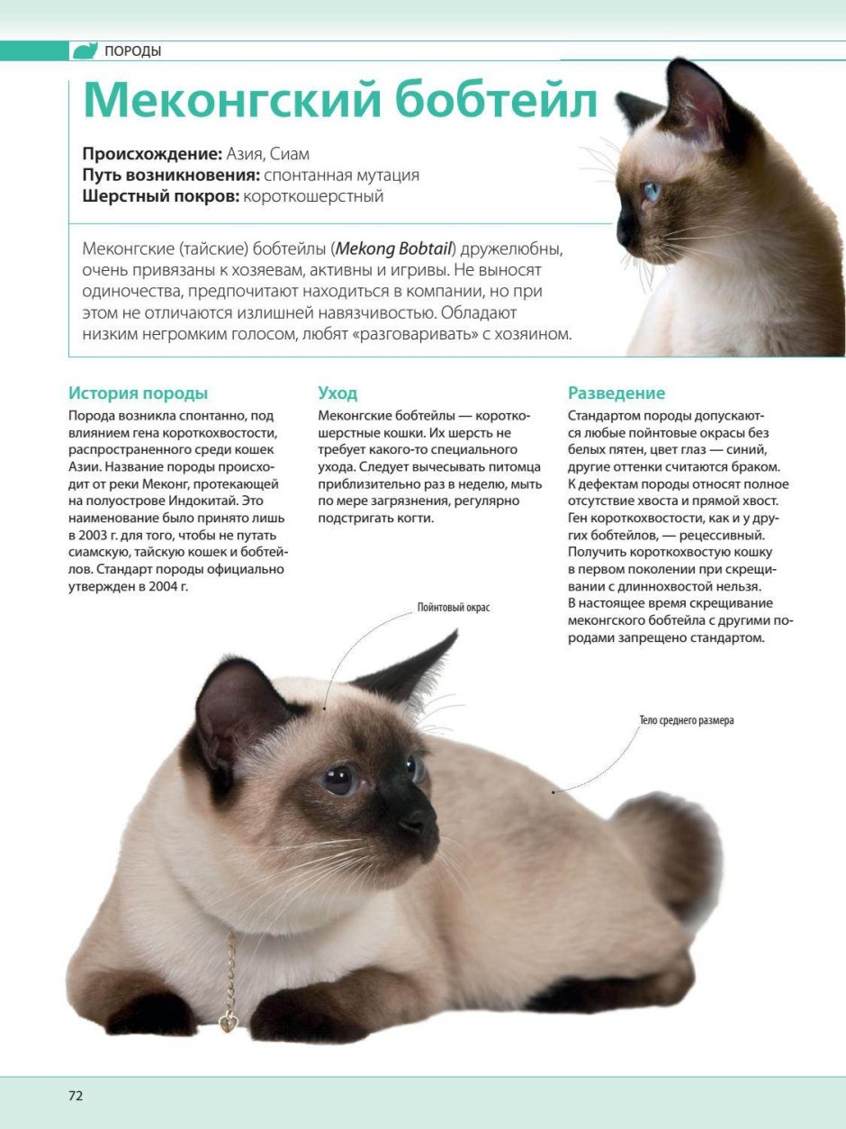Тайская кошка стандарт породы