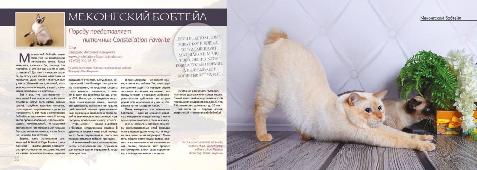 Порода кота Меконгский бобтейл