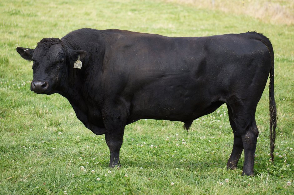 Wagyu корова
