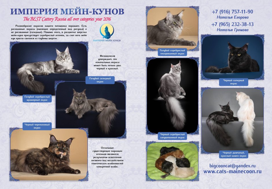 Окрас котят Мейн кунов таблица