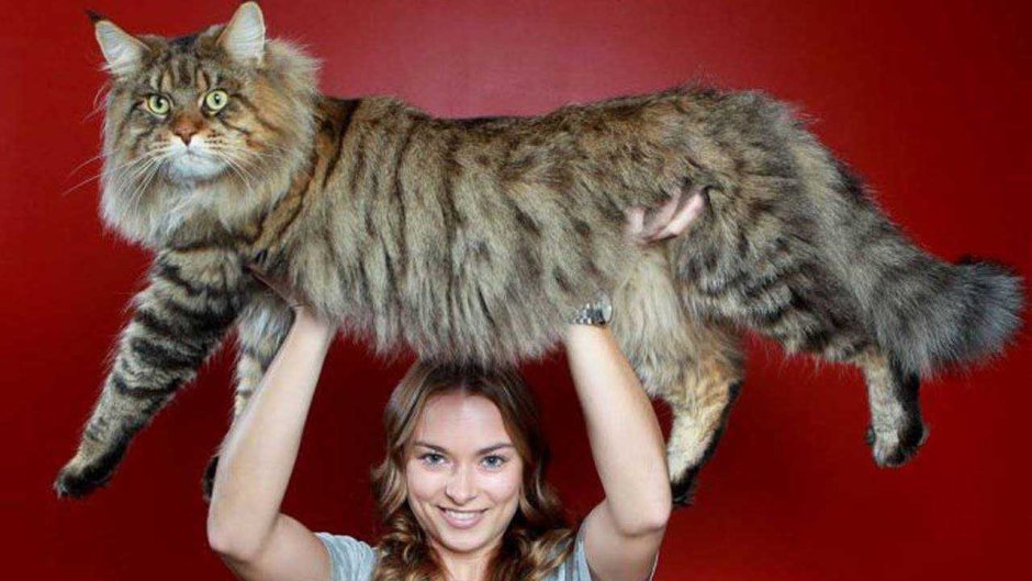 Стьюи Мэй кун