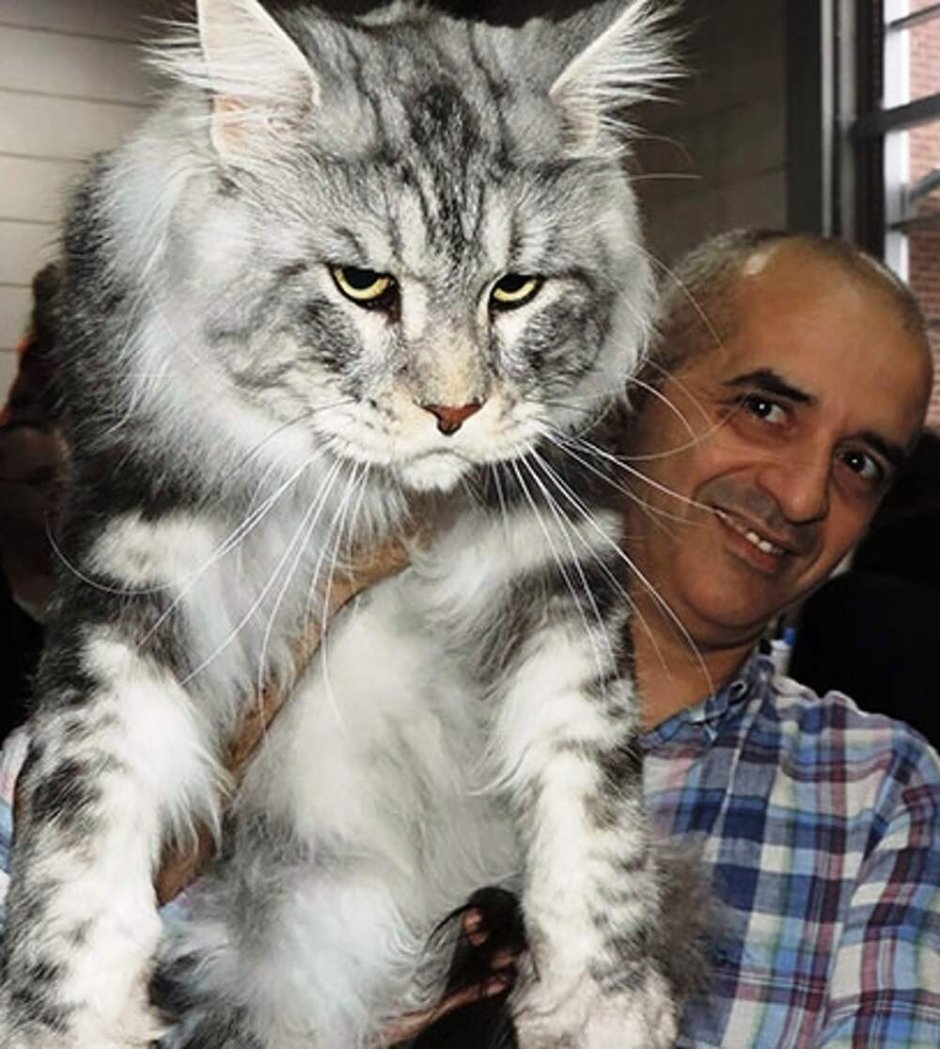 Королевский Мейн кун