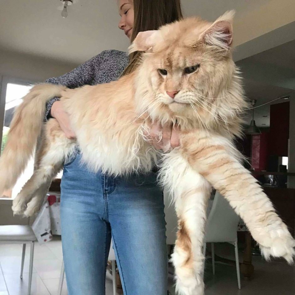 Коты великаны Мейн куны