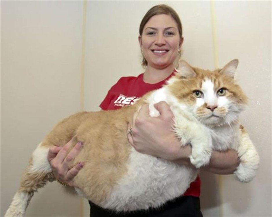 Огромный кот