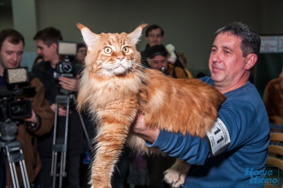 Кот Павла воли Мейн кун