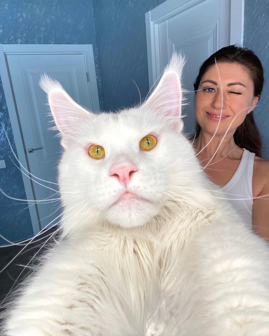 Кот кефир Мейн кун