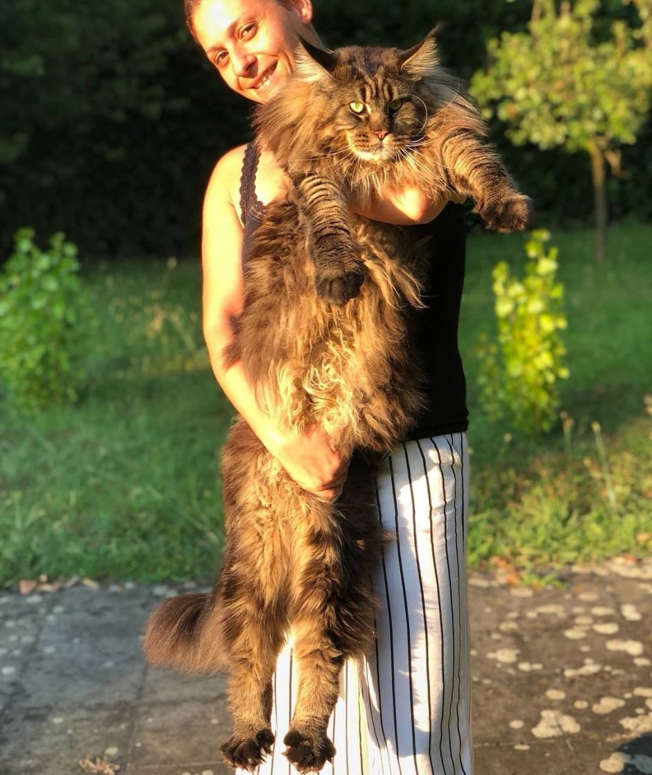 Мейн кун Самсон