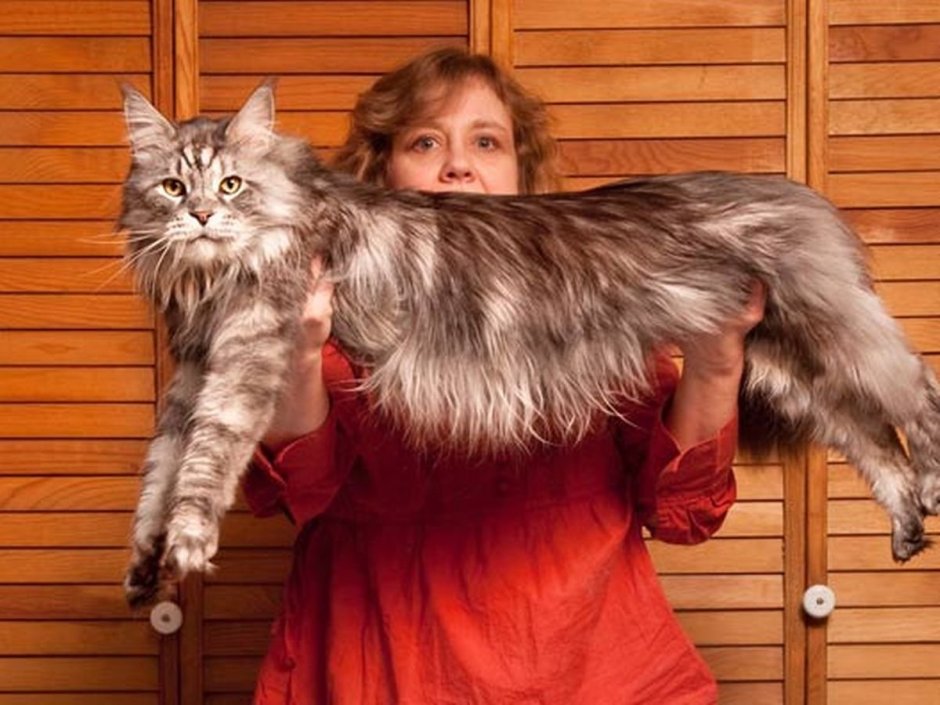 Гигантский кот Мейн кун