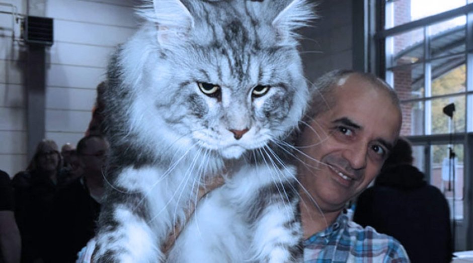 Кот Куйман