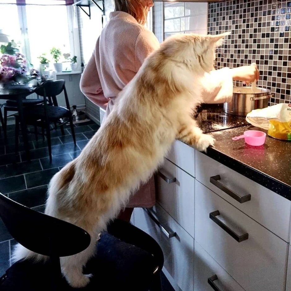 Огромный кот в квартире
