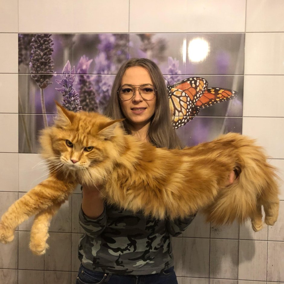 Кот Бородиной Мейн