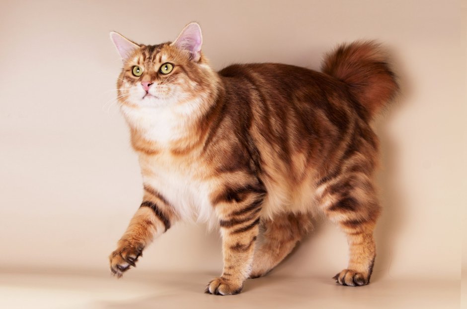Коты Курильский бобтейл