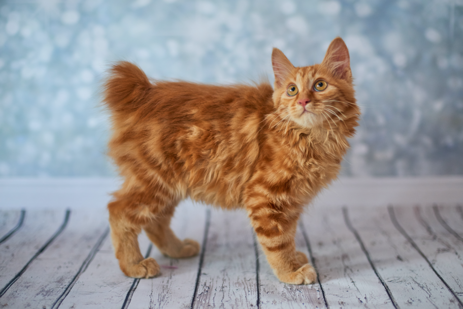 Кот Курильский бобтейл