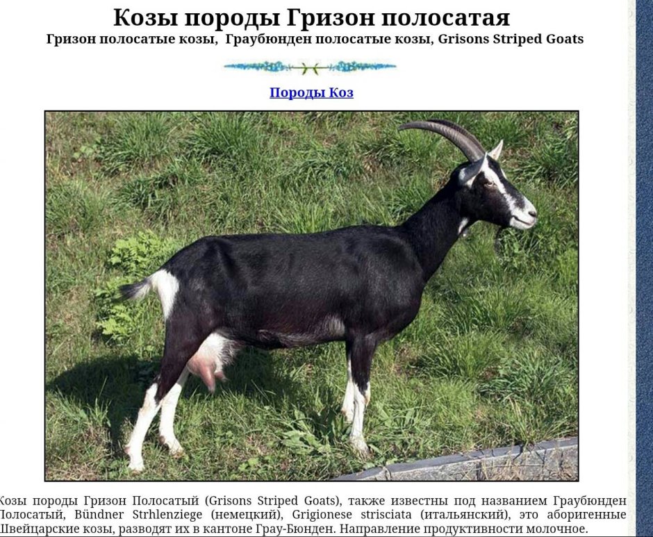 Ферганская порода коз