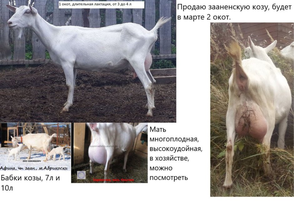 Козы породистые высокоудойные