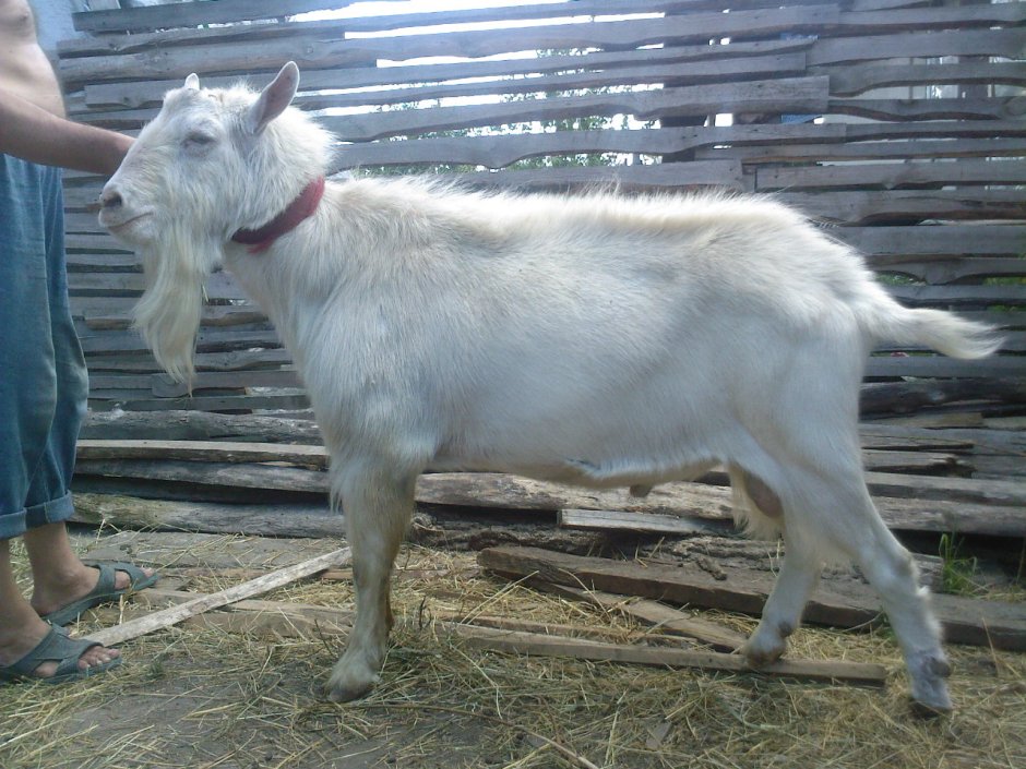 Коза зааненская Альпийская