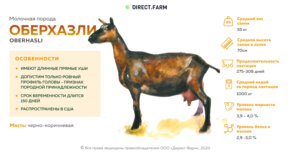 Сравнительная таблица продуктивности молочных коз