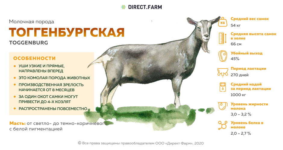 Молочные породы коз ламанча