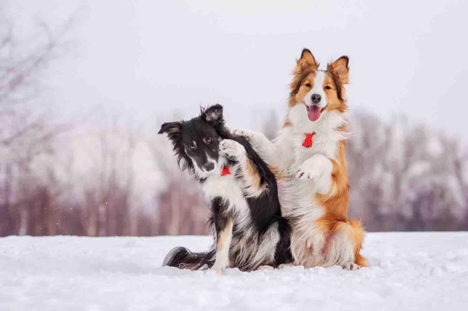 Бордер колли зимний