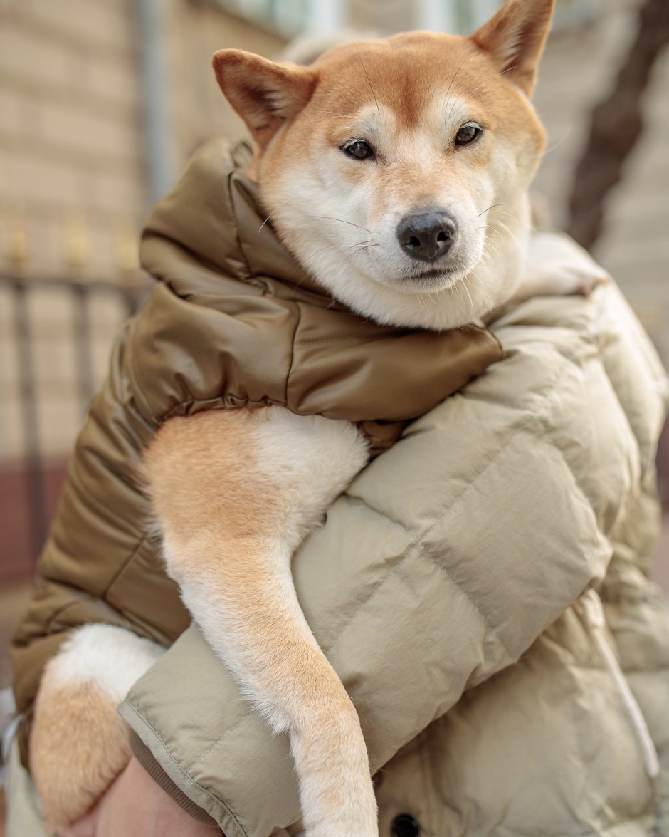 Хаки собака