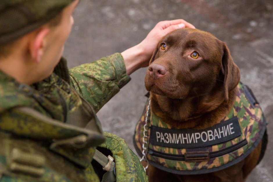 Лабрадор разминирование