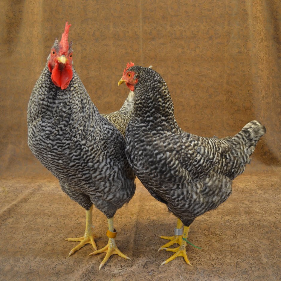 Холланд куры