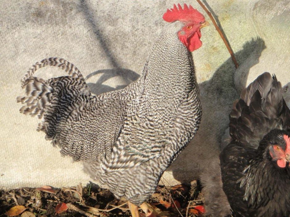 Куры породы Амрокс