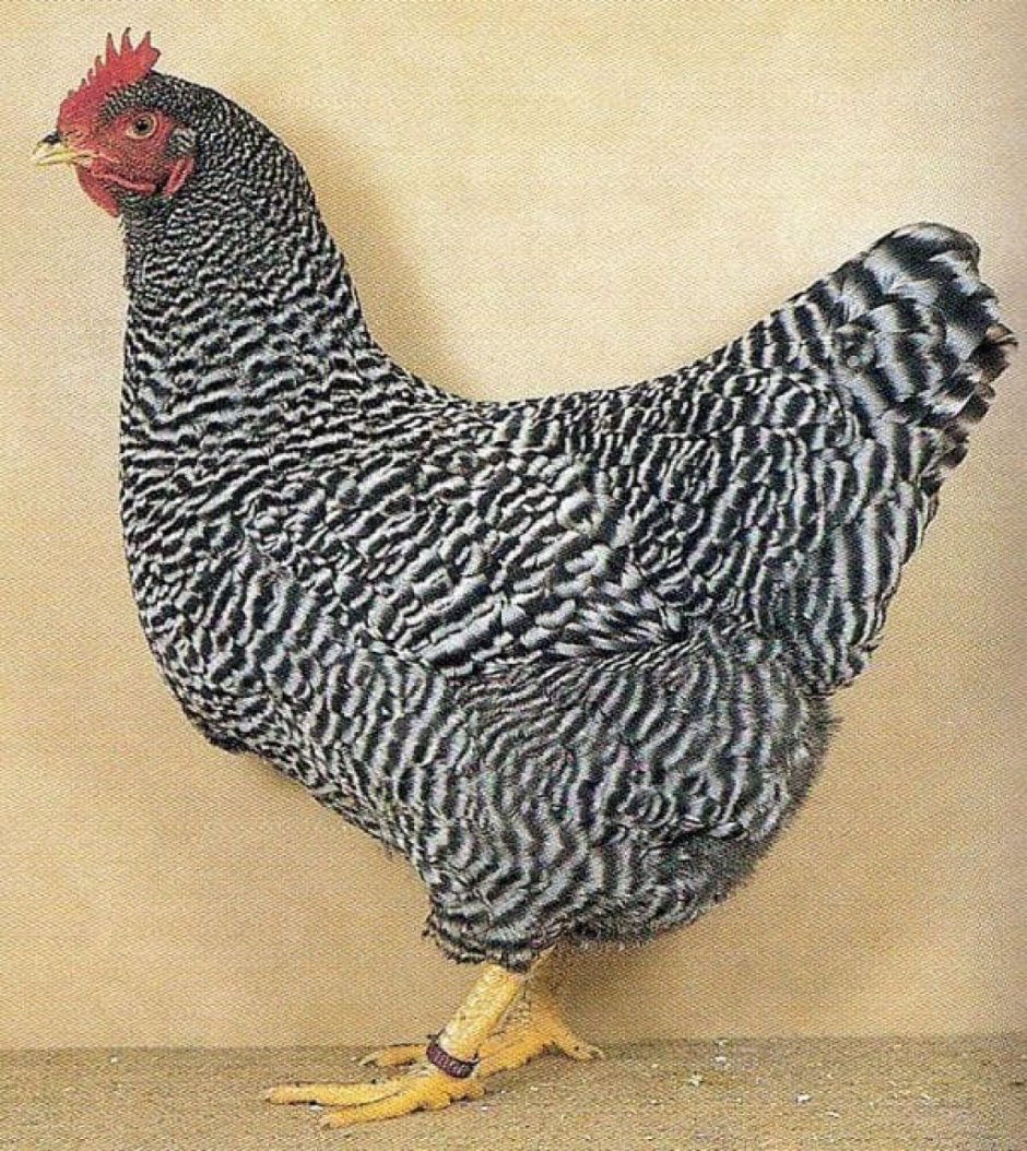 Плимутрок куропатчатый