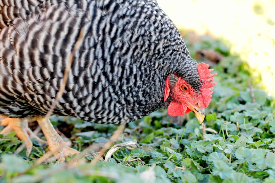 Barred Plymouth Chicken