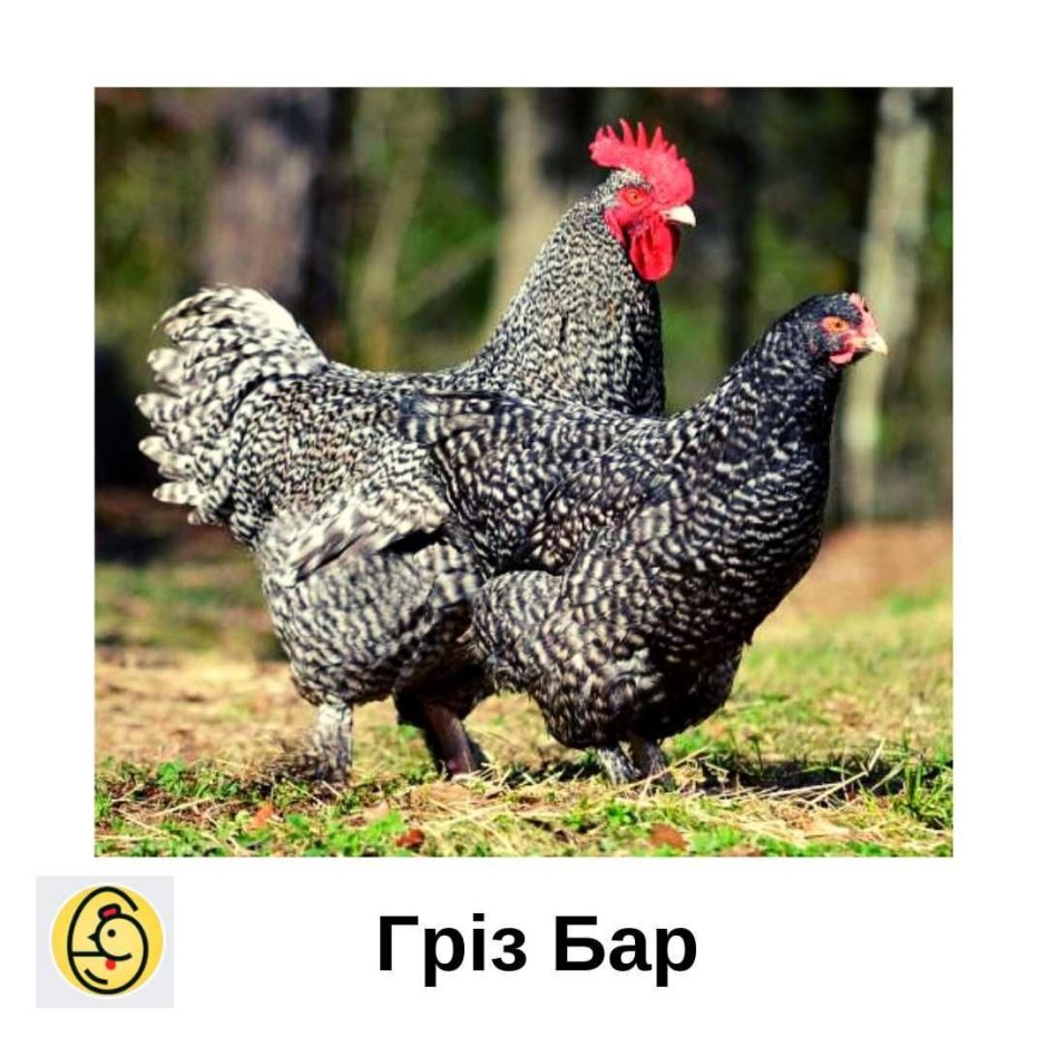 Плимутрок порода кур