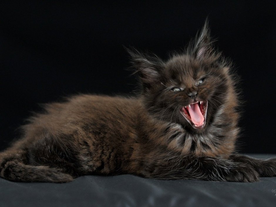 Котята Мейн куны злые