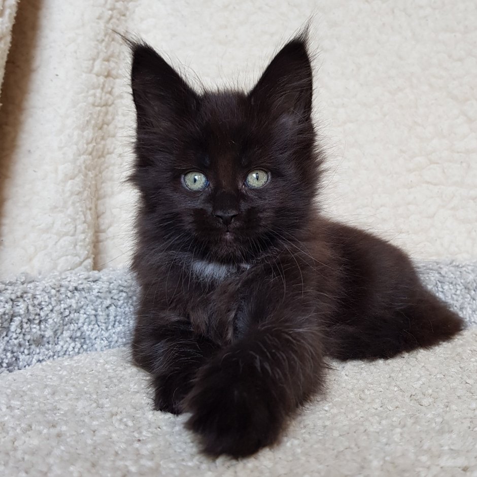 Котенок мейнкуна черный