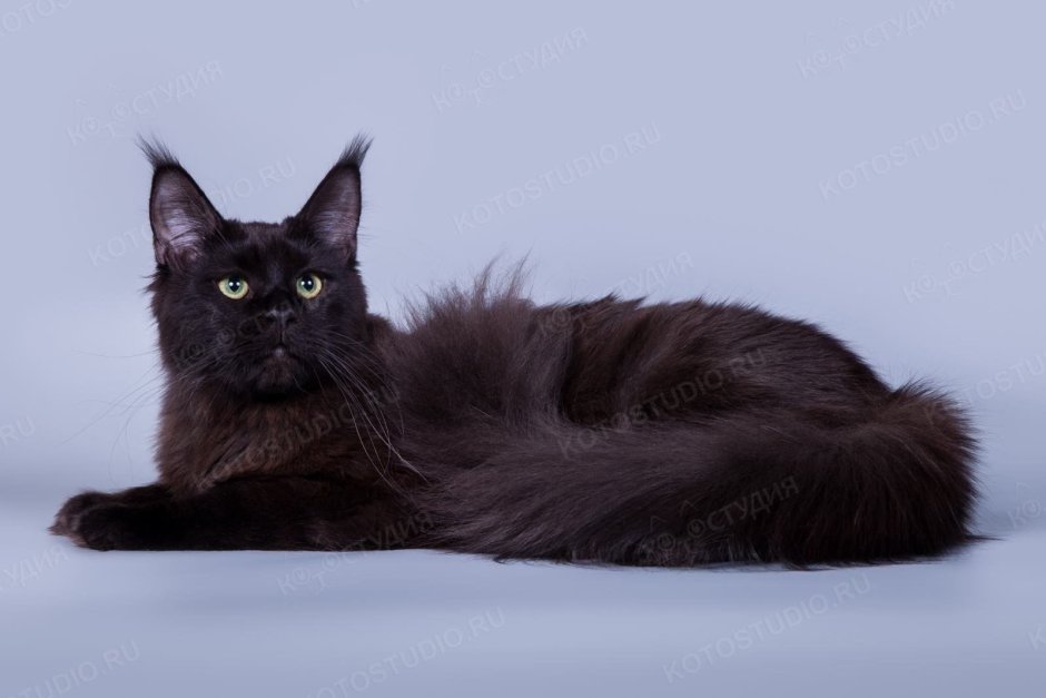 Черная кошка Мейн кун