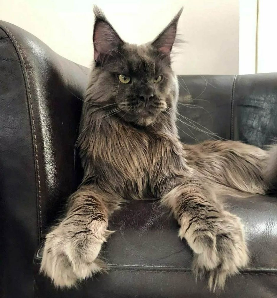 Коты Мейн кун