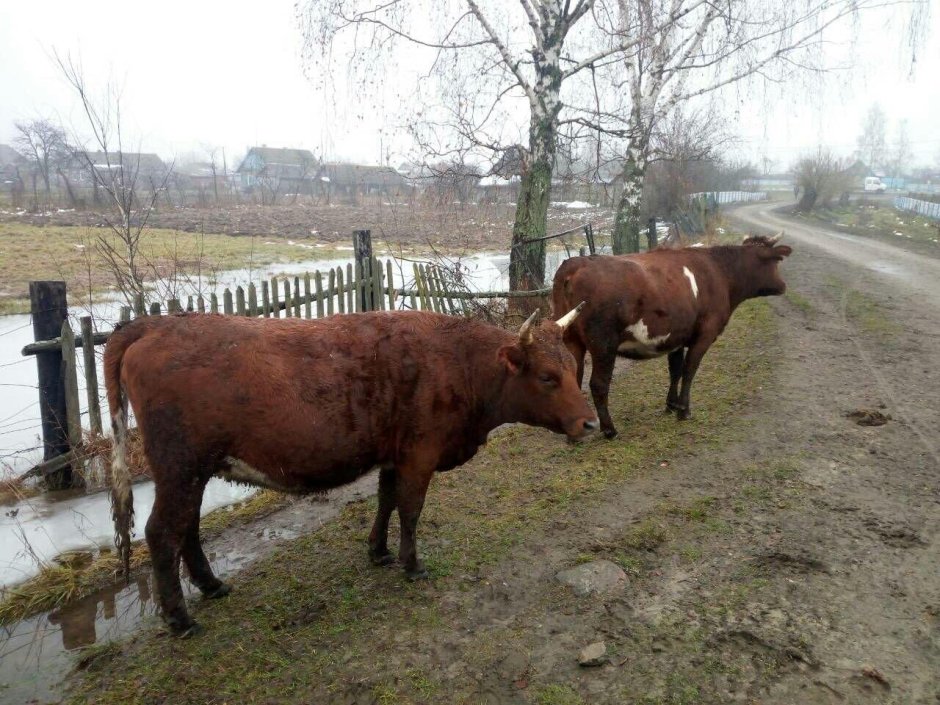 Красная Горбатовская корова