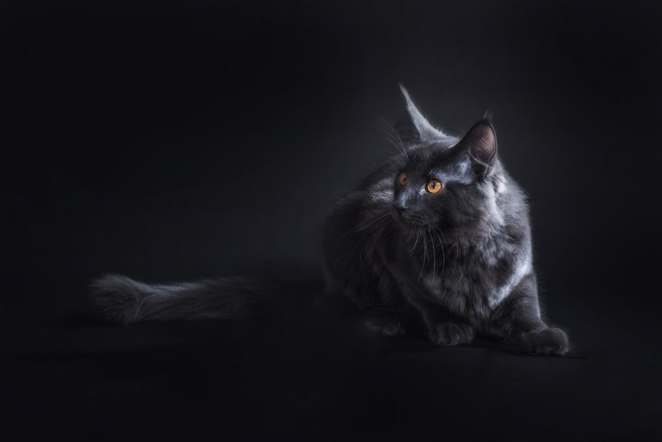 Темный кот
