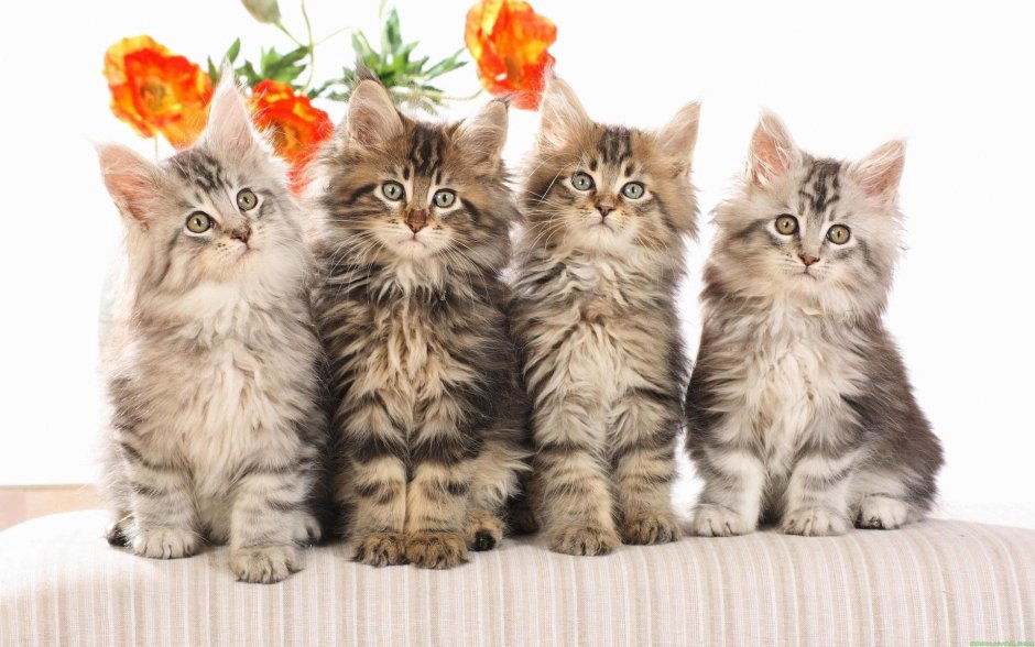 Разные котята