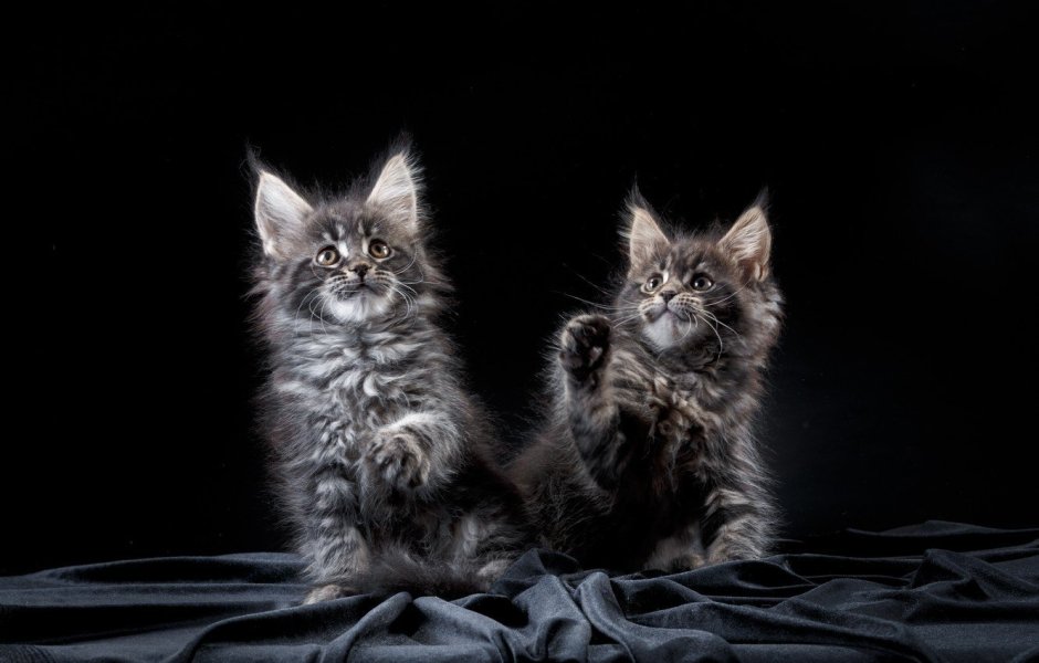 Котята Мейн кун