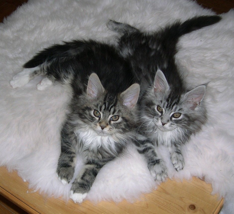 Котенок Мейн куна и обычной кошки