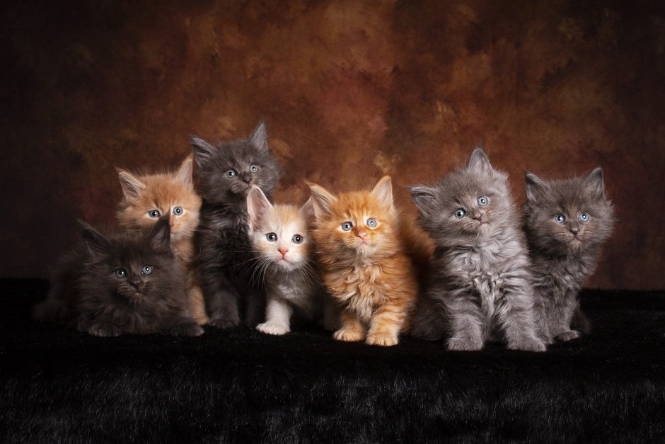 Котята Мейн кун картинки